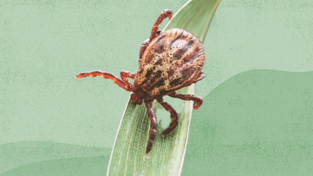 How Ticks Can Make You Sick, Plus Photos of Different Types of Ticks