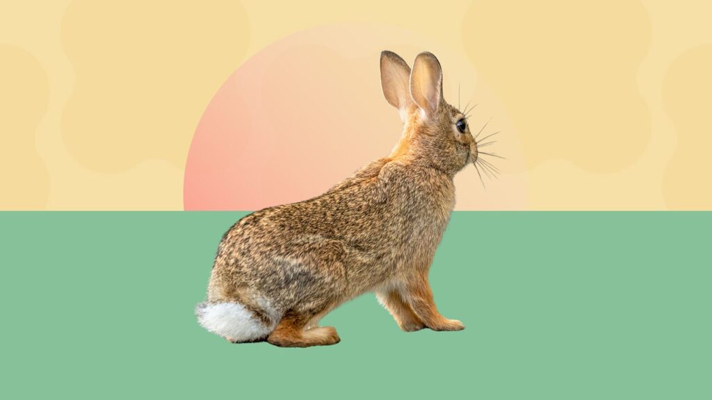 Probable Rabbit Fever Cases Raise Concerns About This Rare Tick-Borne Disease