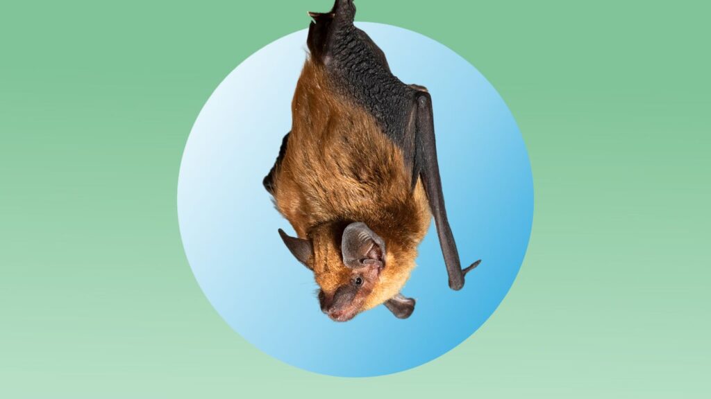What if a Bat Touched Me? Understanding Rabies Risk and What to Do Next