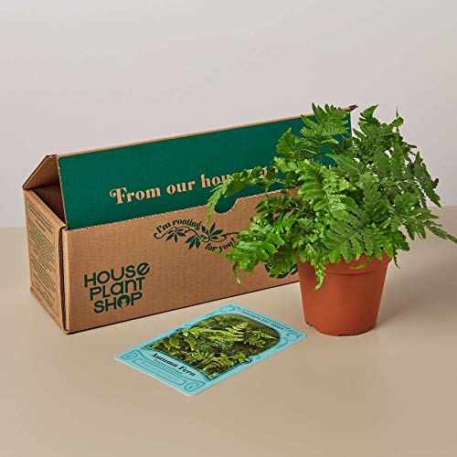 Pet-Friendly House Plant Subscription Box