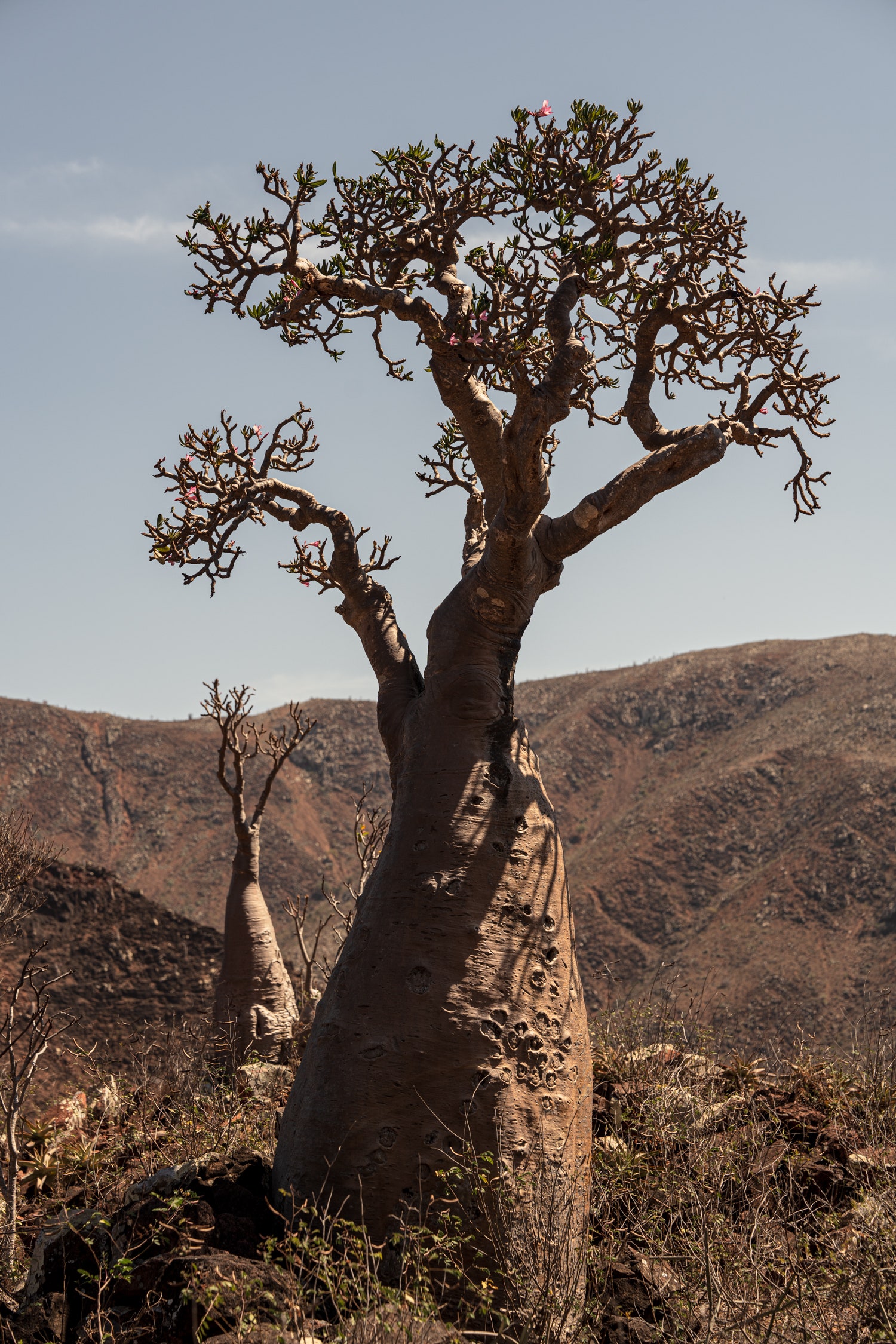 Image may contain Plant Tree Tree Trunk Nature Outdoors Wilderness Potted Plant and Rock